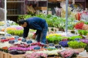 MIN RUNGIS-Fleurs-83